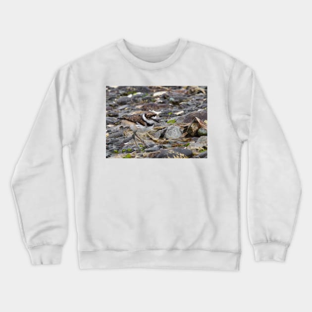 Baby Killdeer Chick Crewneck Sweatshirt by SHWILDLIFE